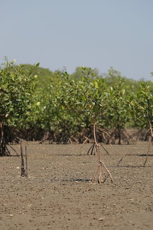 Los Manglares de Puerto Pizarro-Tumbes必去景点