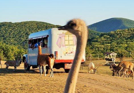 Antelope Park Safari Ranch-Izyumivka必去景点