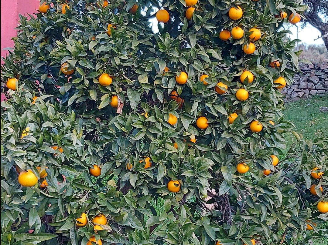 Pedroso de Acim旅游攻略图片