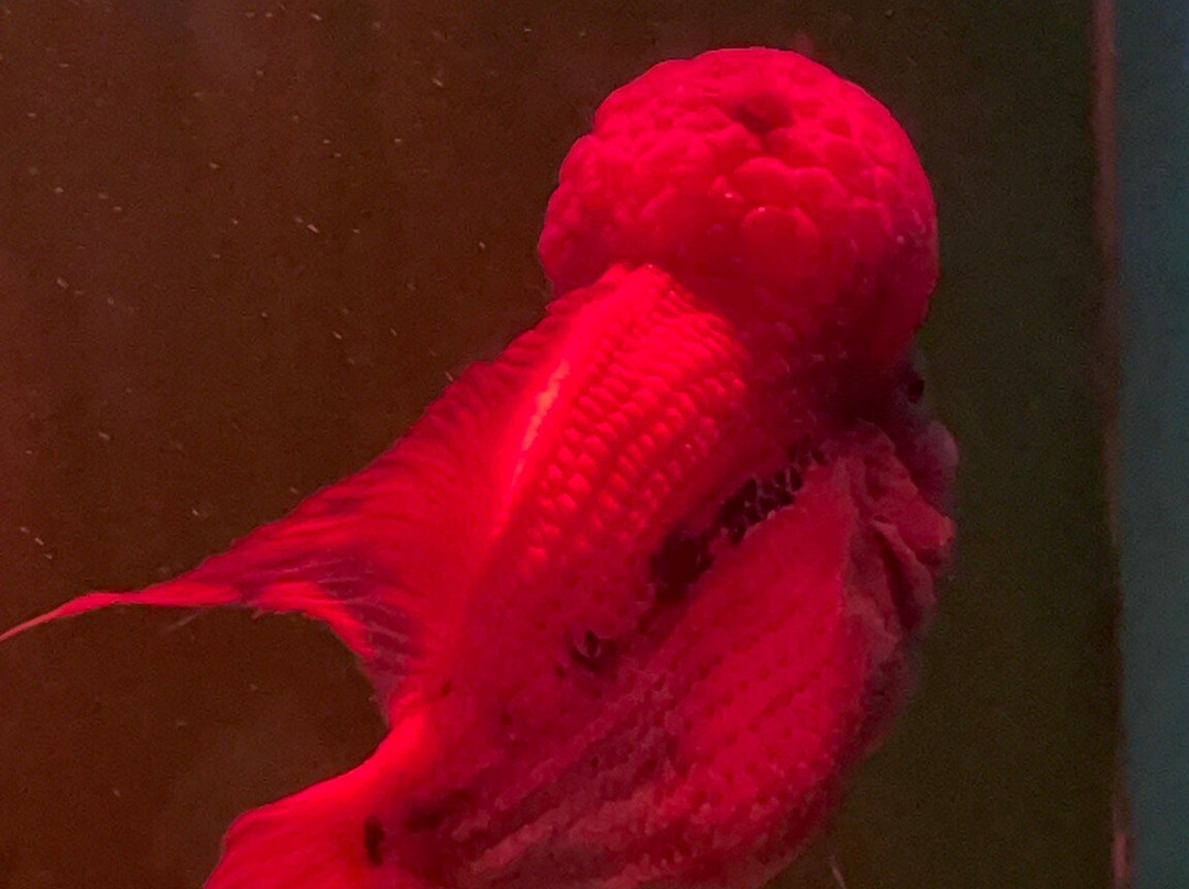 青岛海底世界-青岛市必去景点