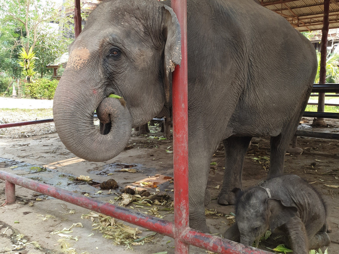 Royal Elephant Kraal Village-大城必去景点