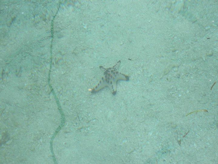 Carabao Dive Center景点图片