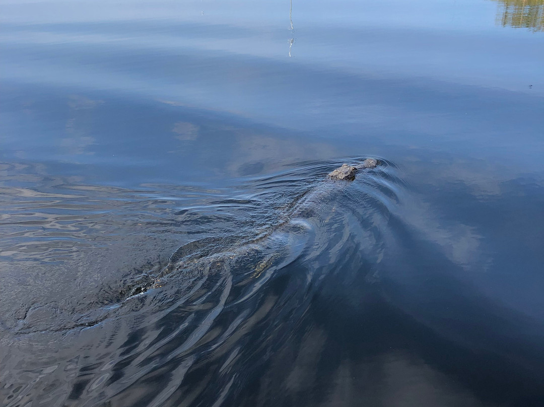 Everglades Swamp Tours-Everglades Wildlife Management Area必去景点