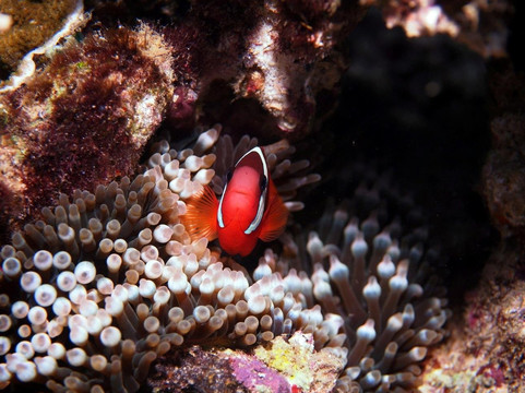 Dive Wonderful Indonesia