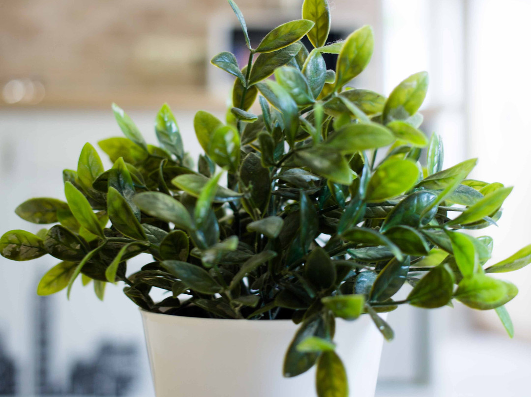 Best Western Buffalo Ridge Inn主图