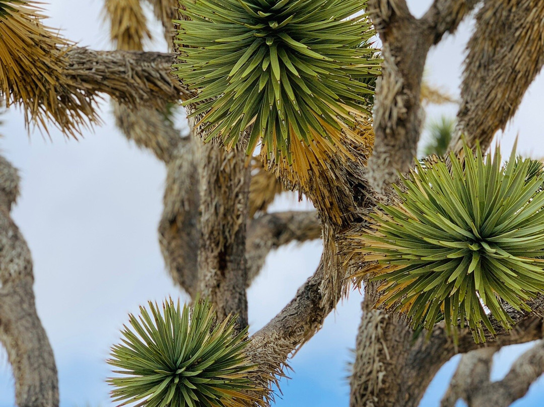 Grapevine Mesa Joshua Trees-Meadview必去景点