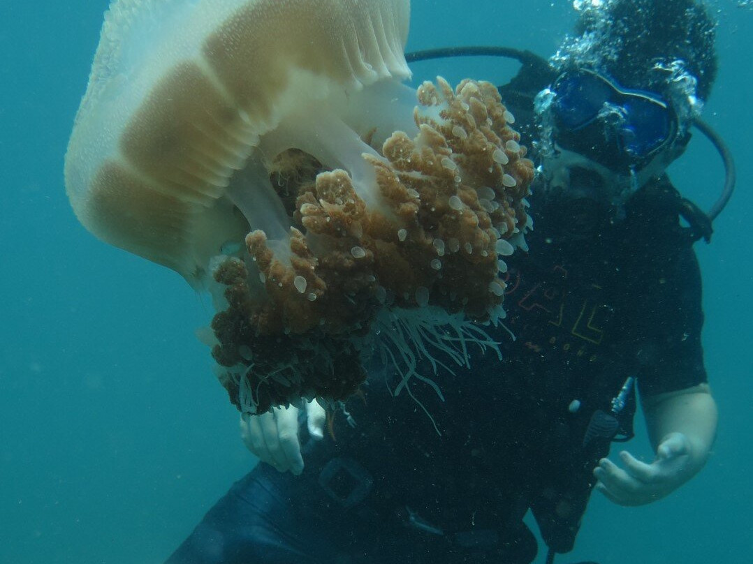 Aqua One Dive | Padi 5-star Idc-Sakhu必去景点