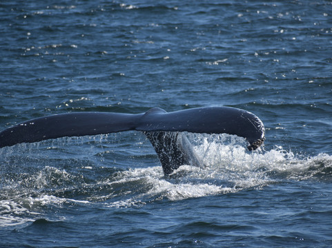 Long Island Whale and Seal Watching-自由港必去景点