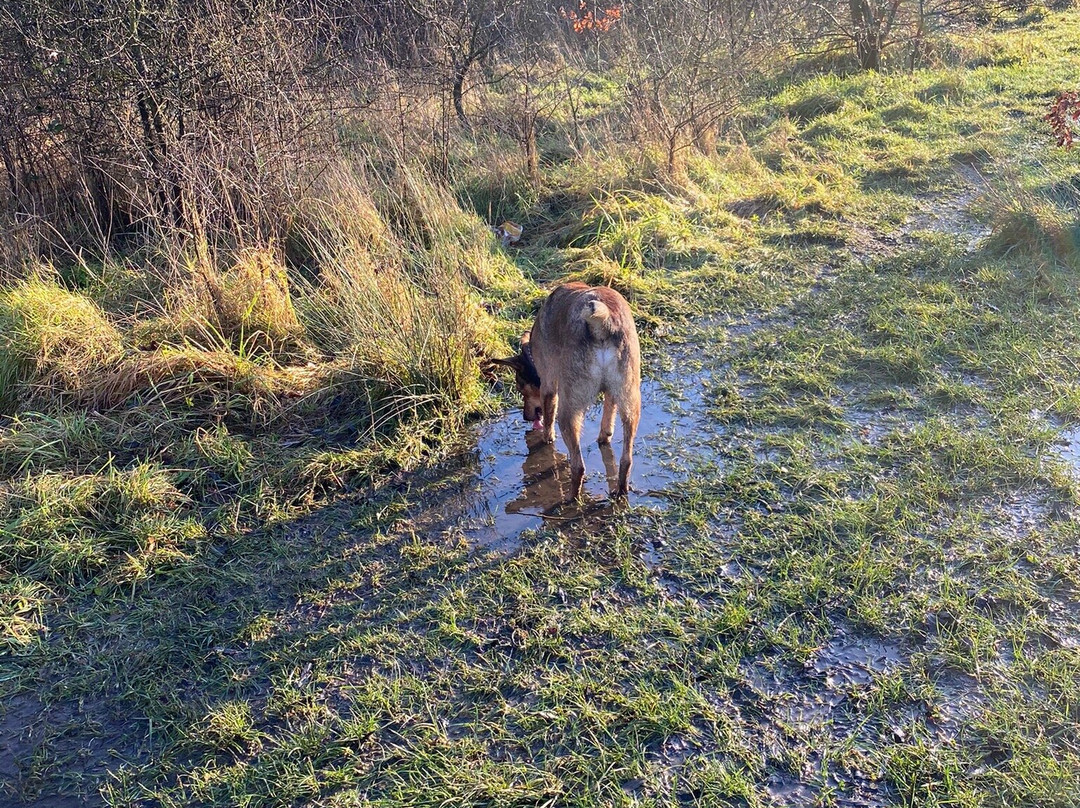 Wat Tyler Country Park景点图片