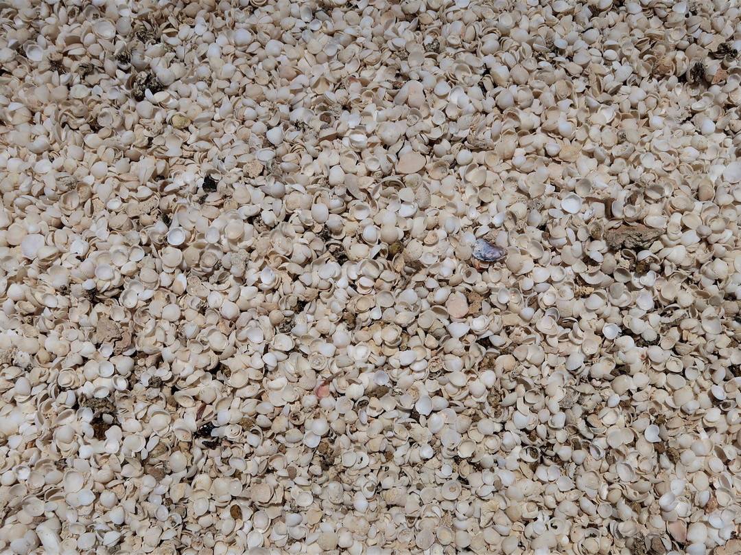 Hamelin Pool Marine Nature Reserve-德纳姆必去景点