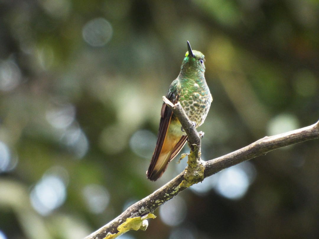 Pacha Quindi Nature Refuge-Tandayapa必去景点