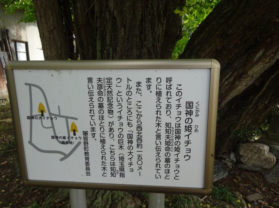Chichibuhime no Maidenhair Tree景点图片