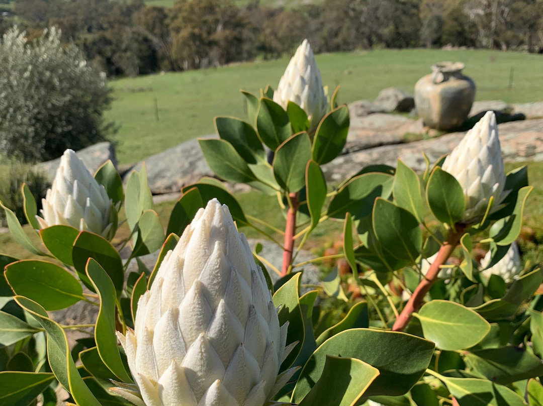 Mica Grange Garden-Sutton Grange必去景点