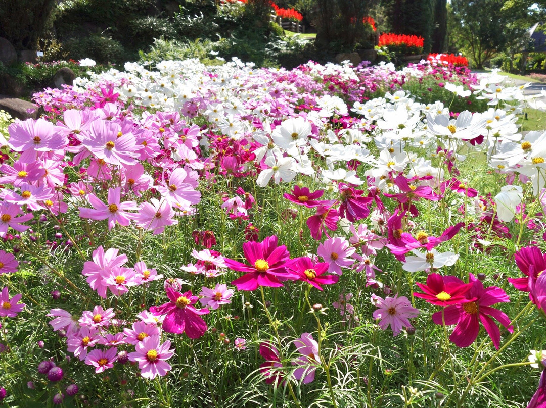 Yamaguchi Flower Land-柳井市必去景点