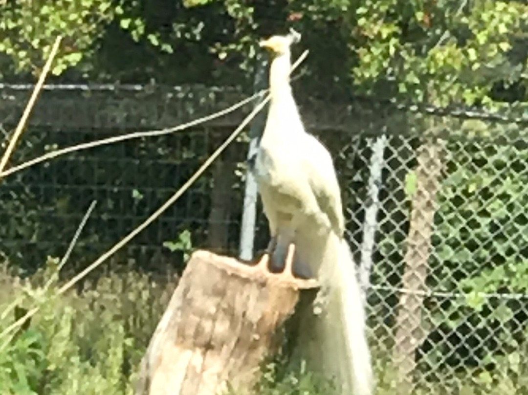 Denmarks Bird Zoo景点图片