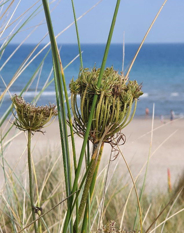 Curracloe Beach-Curracloe必去景点