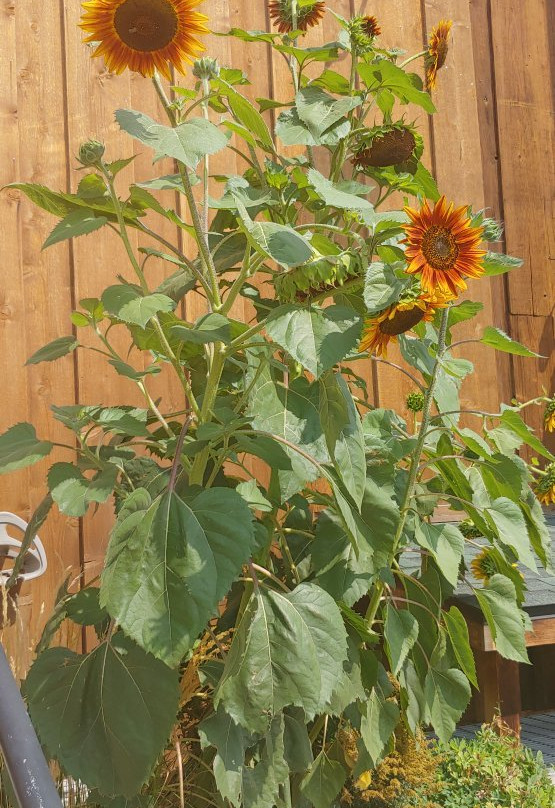 Timnath Beerwerks-Timnath必去景点