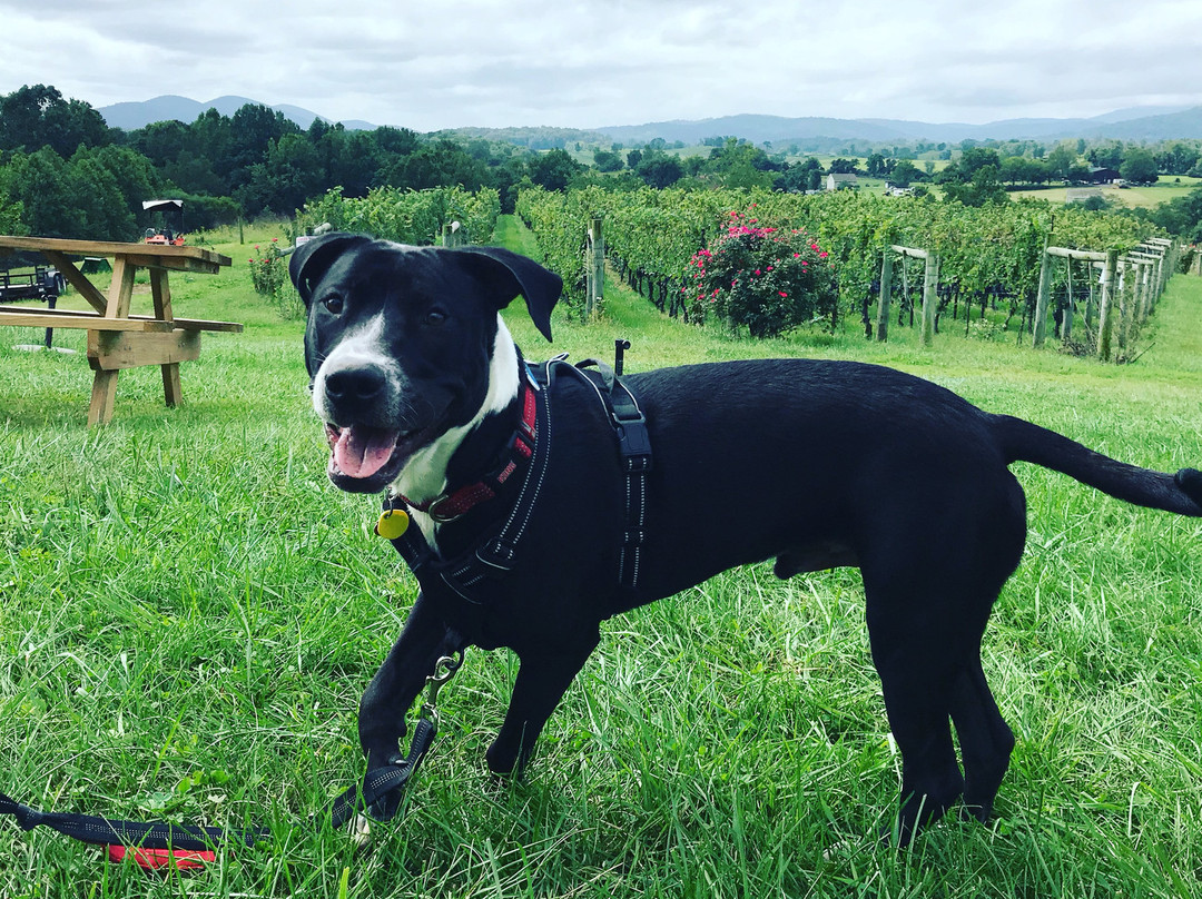 Delaplane Cellars-Delaplane必去景点