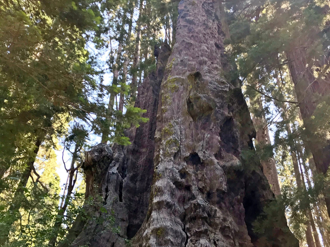 Big Stump Basin-红杉&国王峡谷国家公园必去景点
