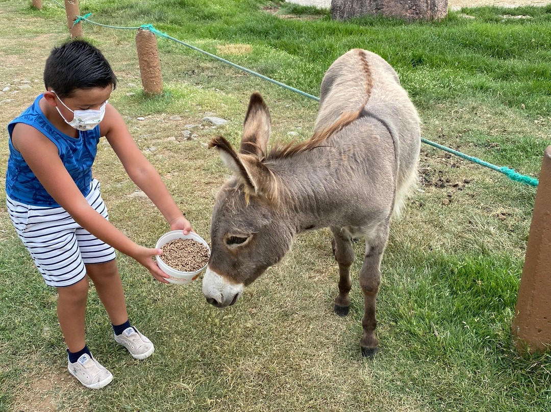 Zoofari-Amacuzac必去景点