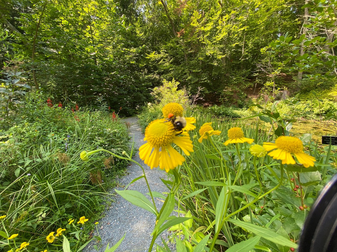 New England Wild Flower Society Garden in the Woods-弗雷明汉必去景点