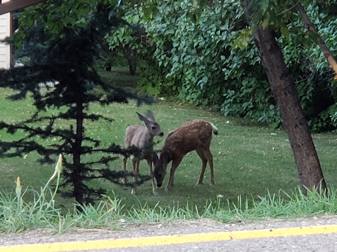 Elkwater Lake Lodge主图