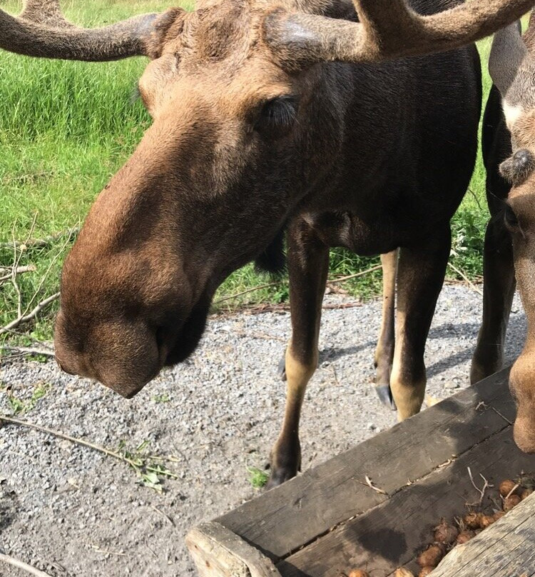 Moose Garden景点图片