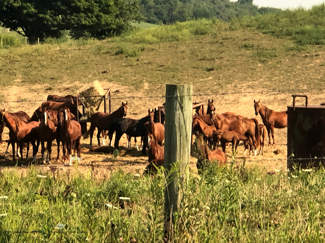 Troyer's Amish Tours Llc景点图片