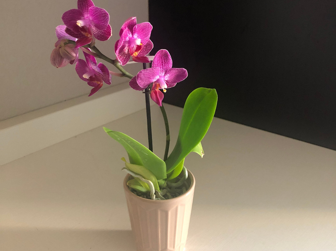 Home2 Suites by Hilton Gonzales主图