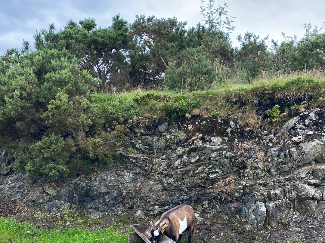 Loughwell Farm Park景点图片