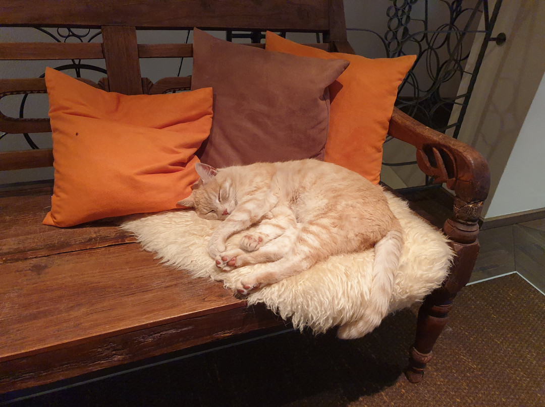 Hotel MOHR life resort主图