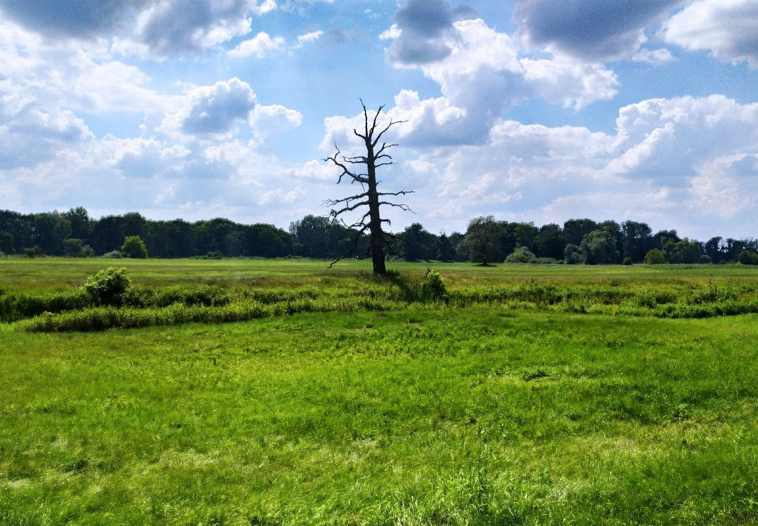 Rogalin Landscape Park景点图片
