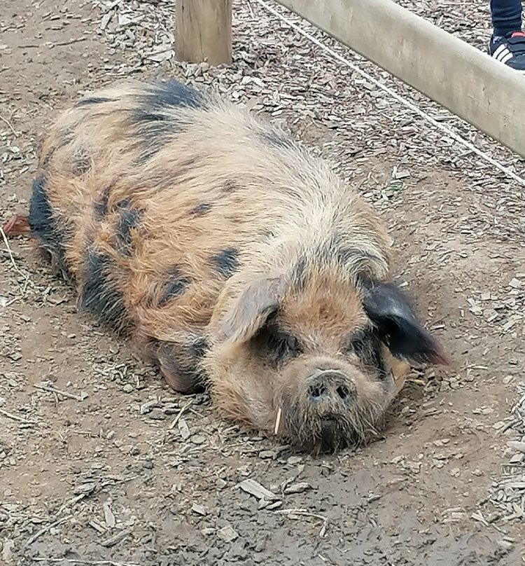 Kinderboerderij De Bollekeshoef-Heist-op-den-Berg必去景点