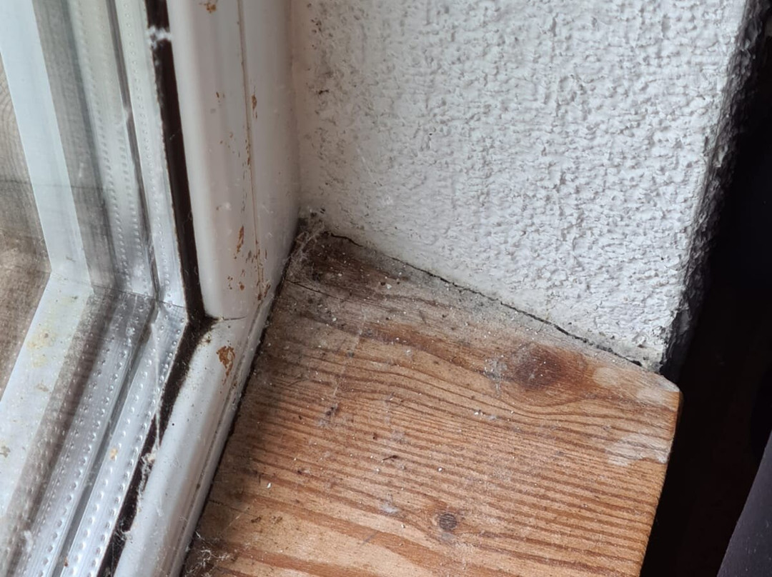 Roter Kater & Graue Katze主图