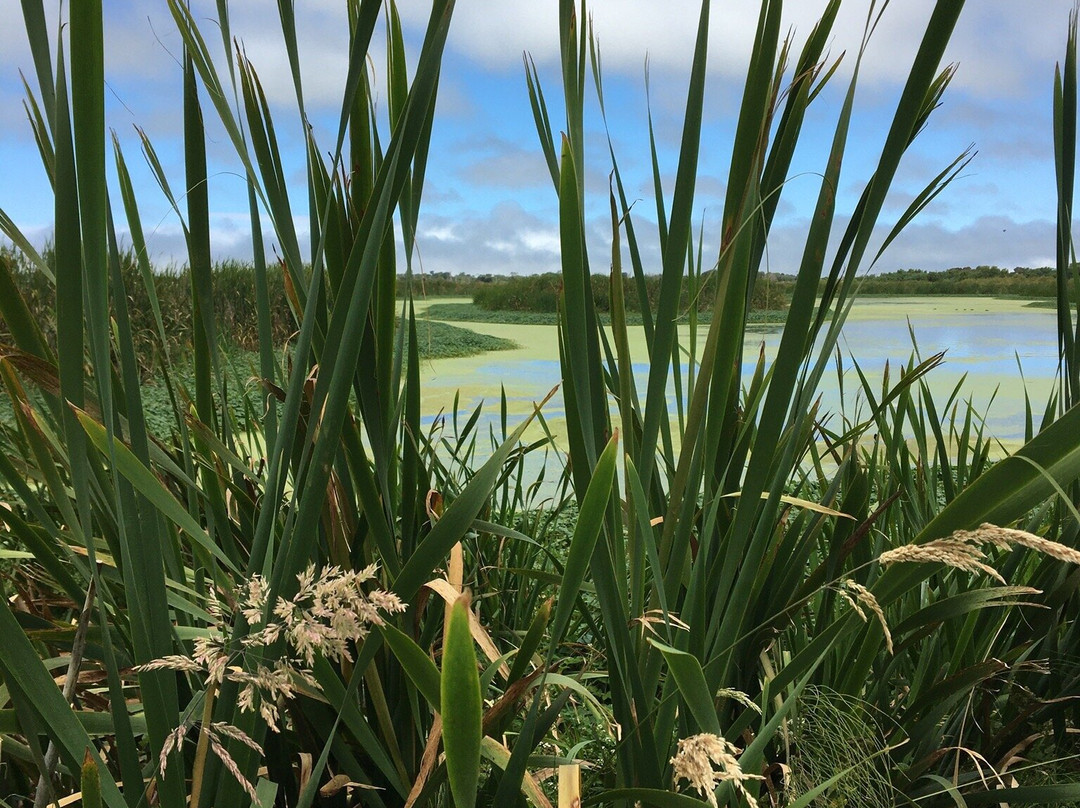 Arcata Marsh and Wildlife Sanctuary景点图片