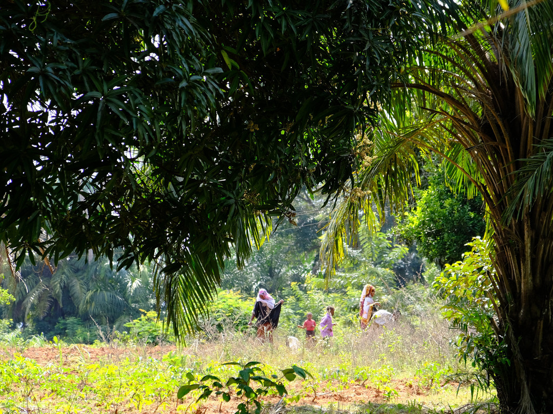 Zanzibar Different Tours - Day Tours景点图片