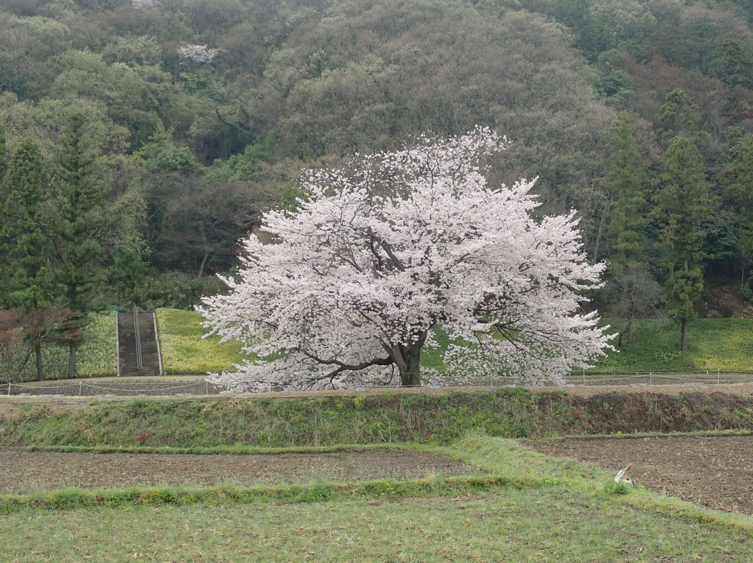Kabasakihachimangu-足利市必去景点