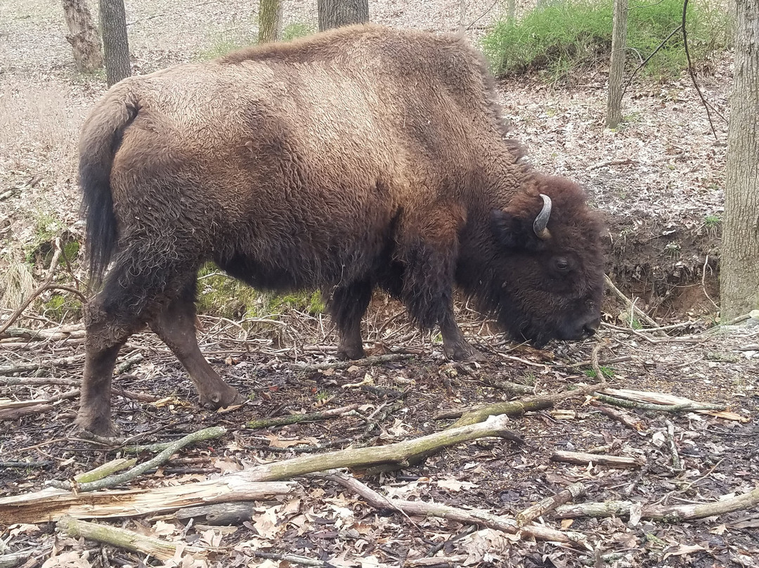 Lone Elk Park-圣路易斯必去景点