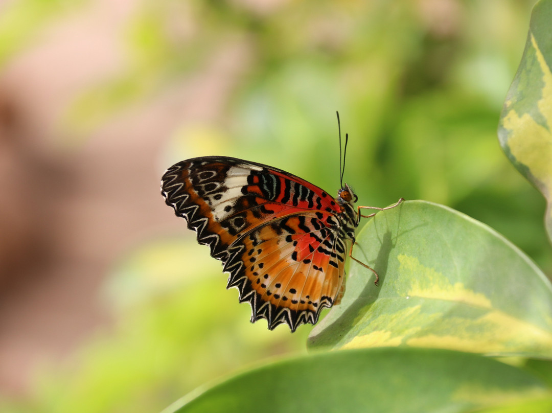 Mariposario de Nijar景点图片