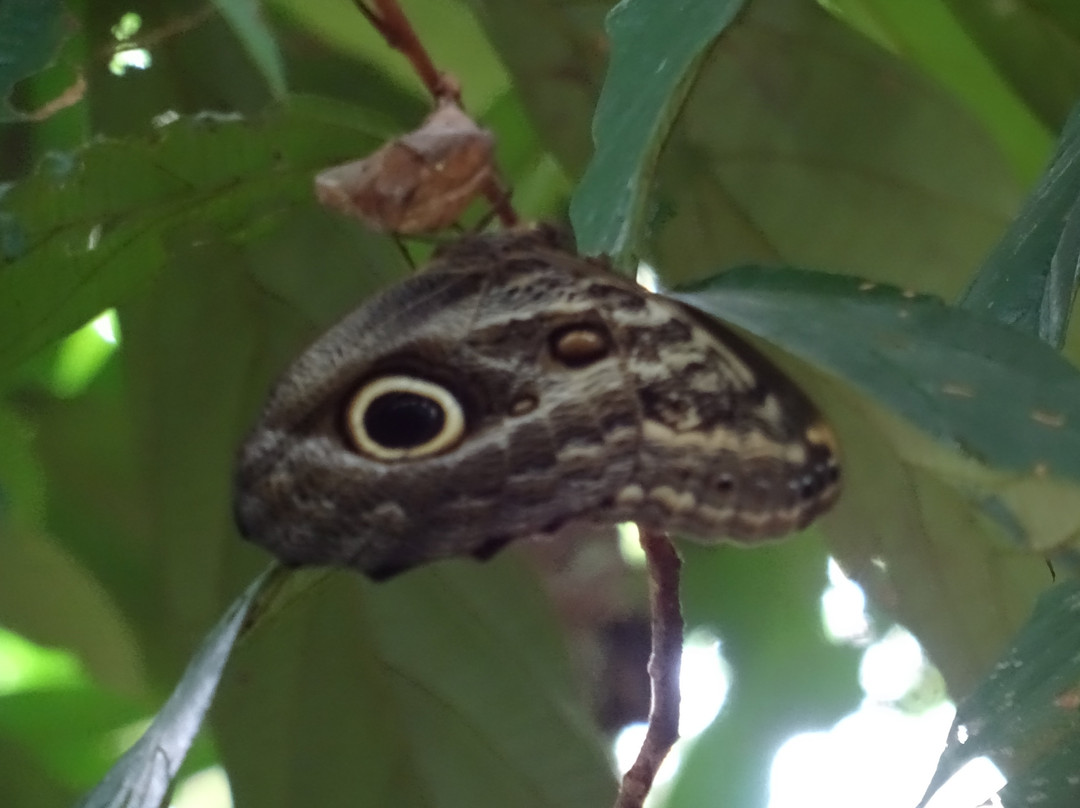 Floresta Nacional dos Tapajos-Ruropolis必去景点