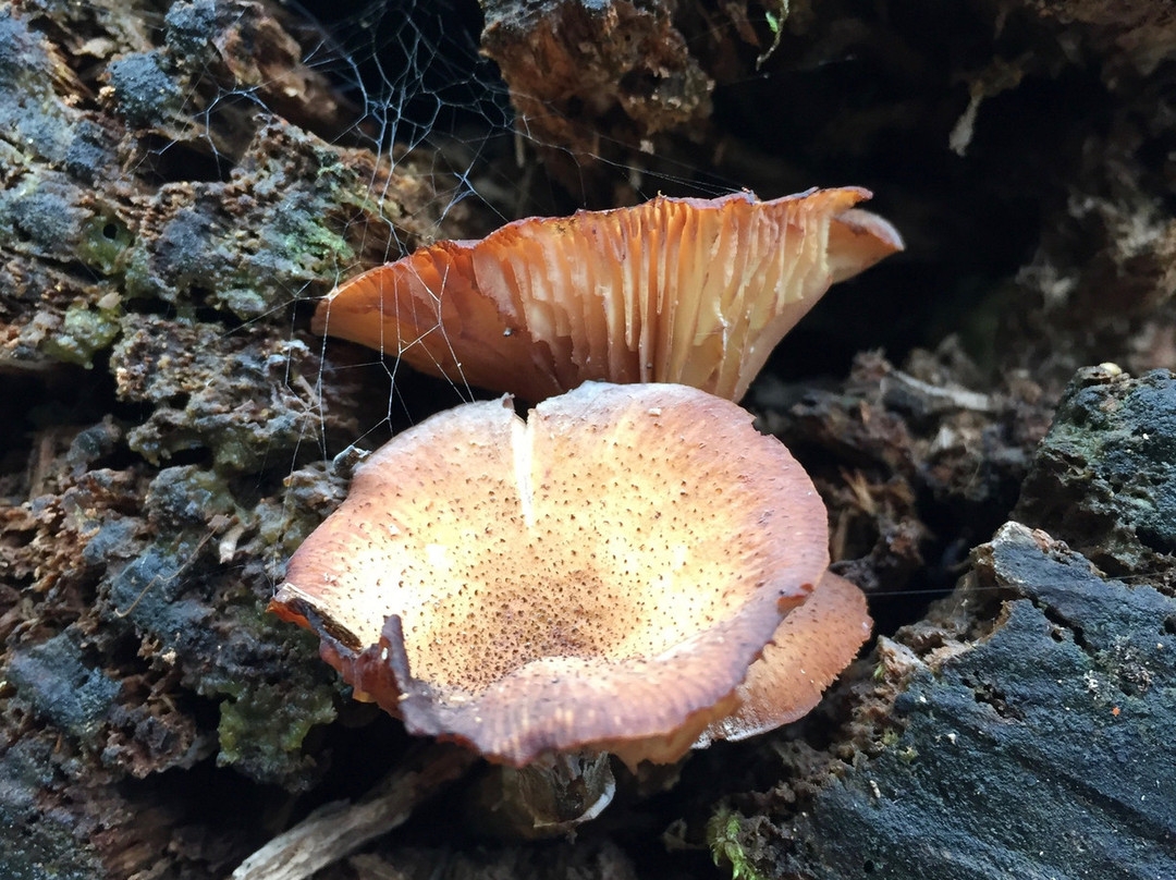 Mushroom Rocks-Erica必去景点
