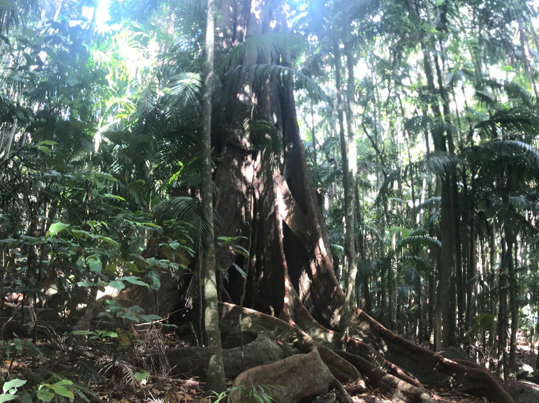 Witches Falls Walking Trail-丹百林山必去景点