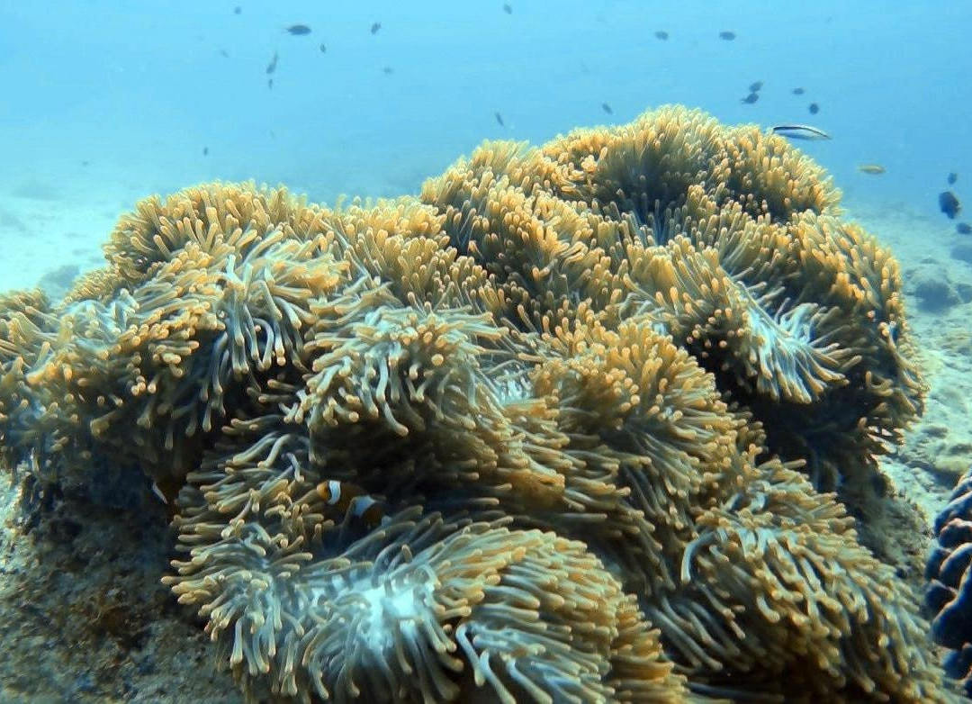 Reefers景点图片