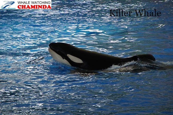 Whale Watching Chaminda-美蕊沙必去景点