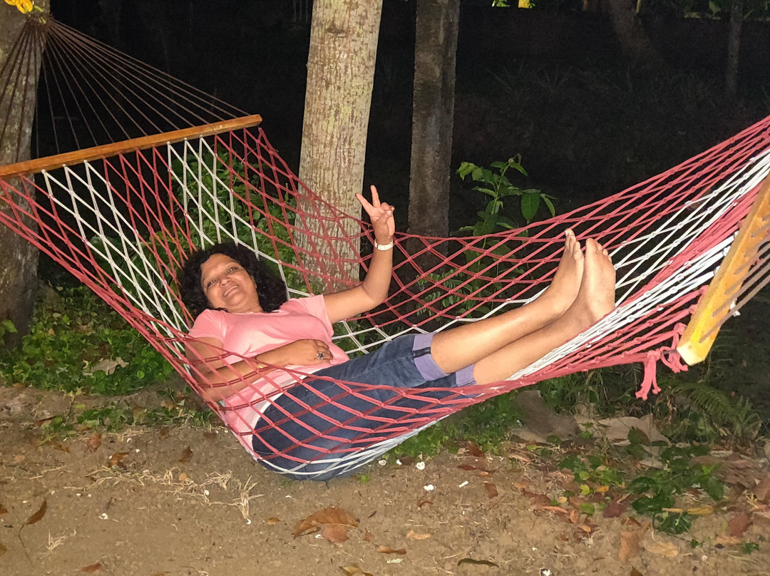 Sunsets and Palm Trees主图