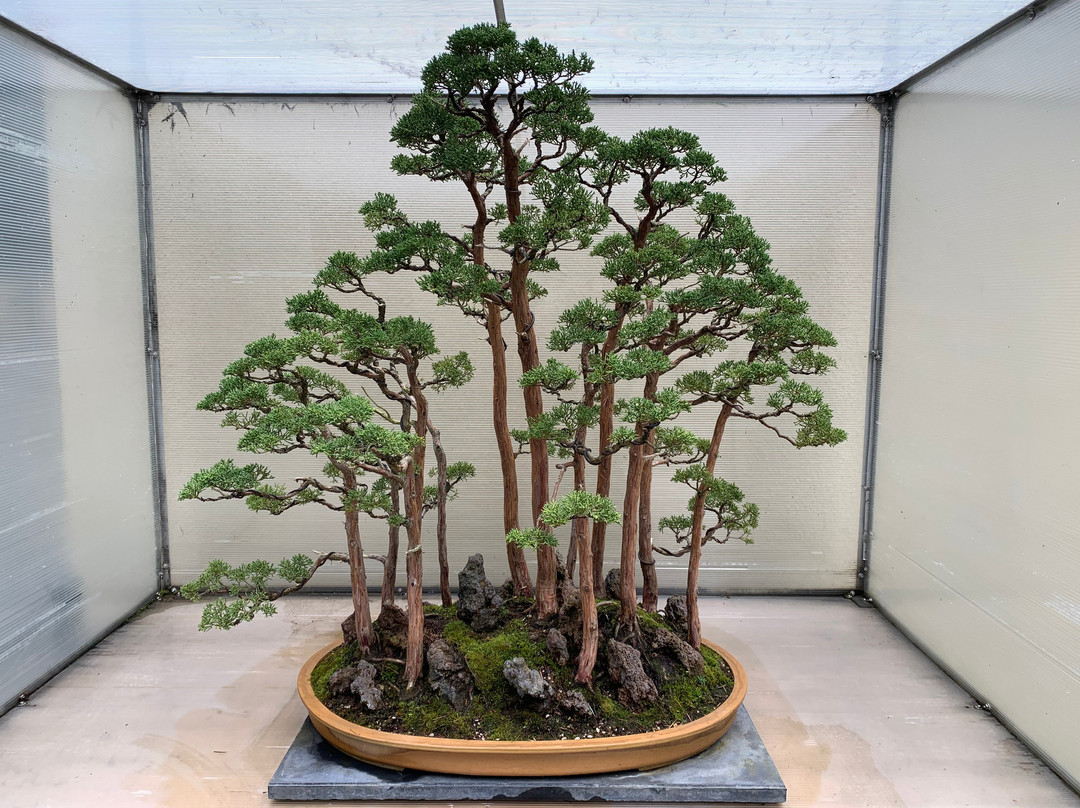 Pacific Bonsai Museum景点图片