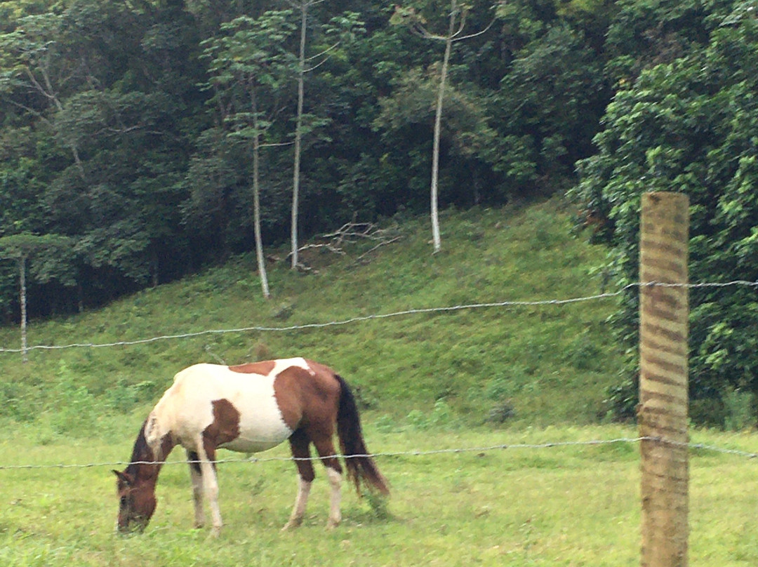 Aldeia Velha-Silva Jardim必去景点