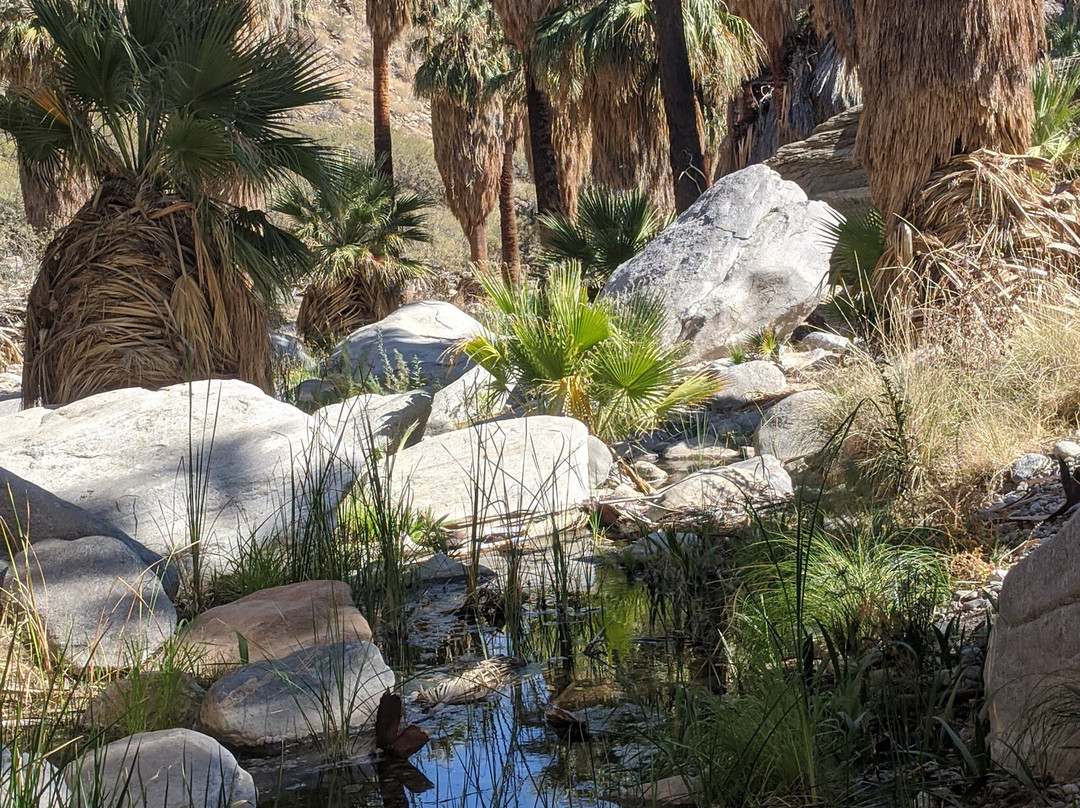 Palm Canyon Trail-棕榈泉市必去景点