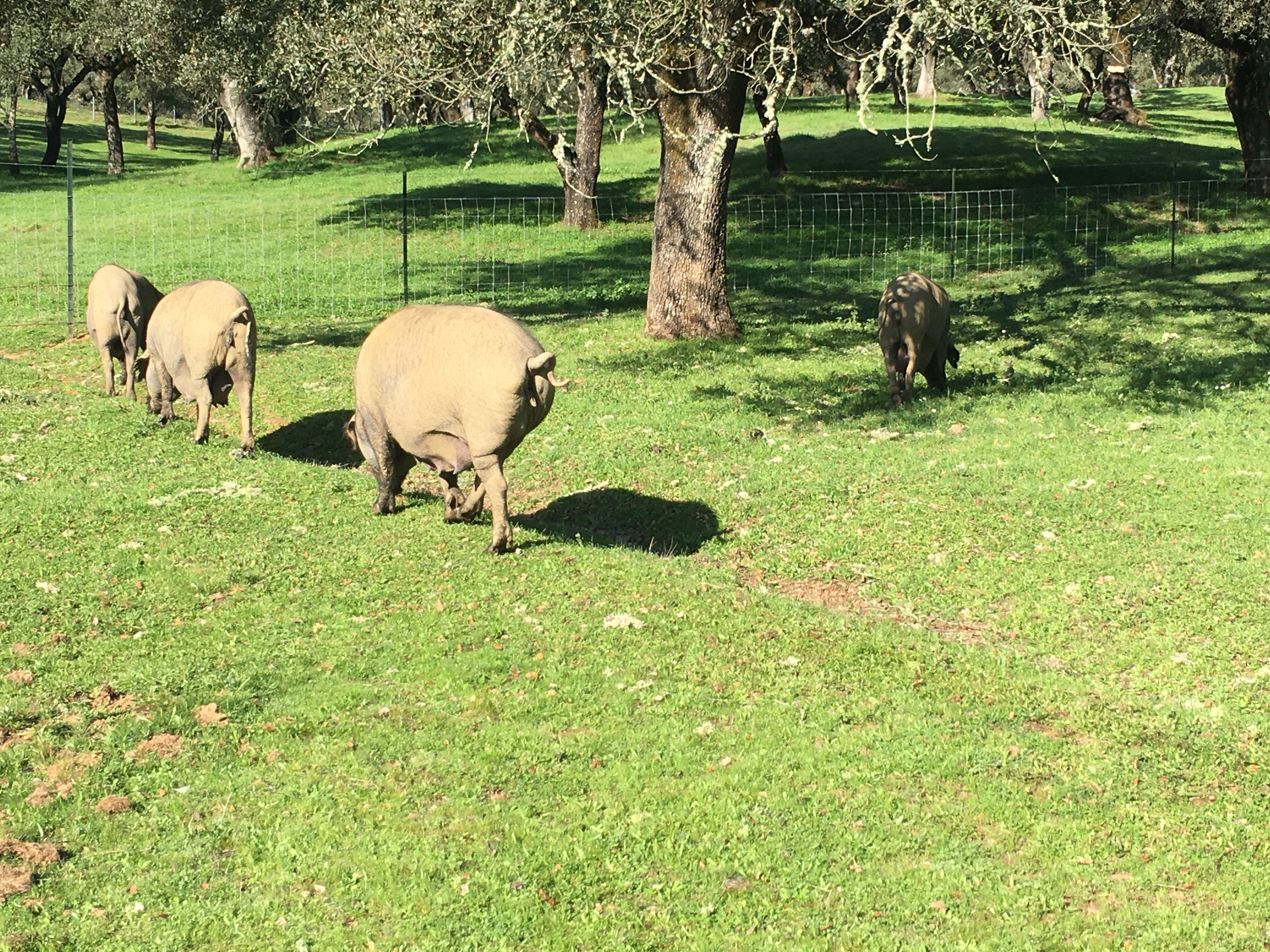 Finca Montefrio-官方