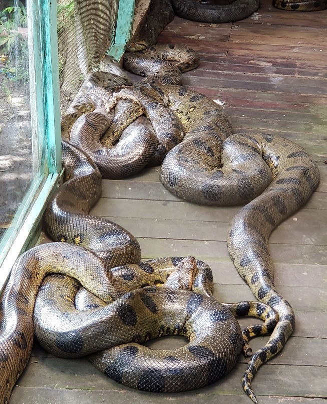 La Jungla Ecolodge-Pucallpa必去景点